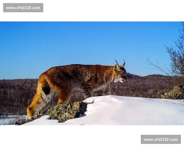 狼与山猫的生存对决揭示荒野力量与智慧的终极较量背后的自然法则